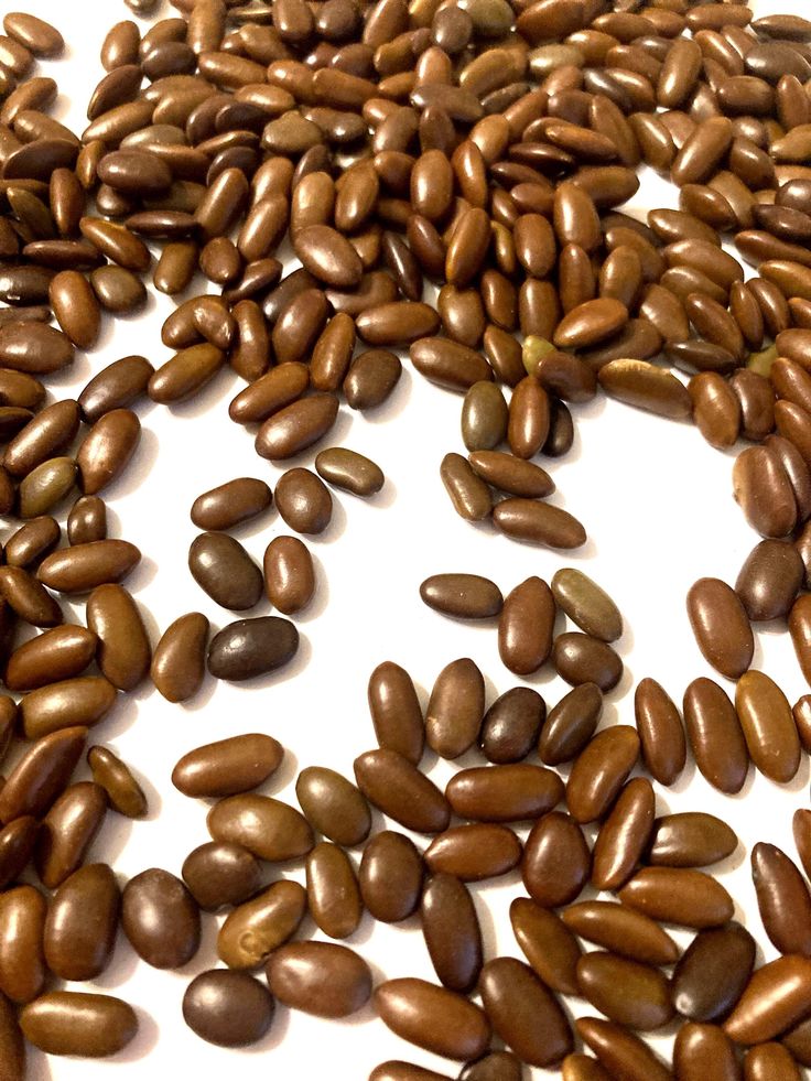 Okpei seed