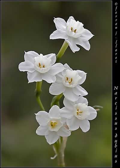 December flower